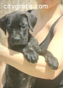 Cane Corso puppies