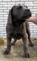 Cane Corso dogs