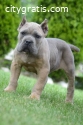 Cane Corso, top quality puppies