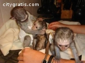 Capuchin & Marmoset monkey For sale