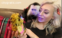 Capuchin monkeys available for adopti