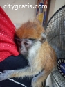 Capuchin Monkeys For Adoption
