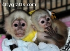 Capuchin,squirrel,spider & marmoset monk