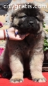 Caucasian Shepherd