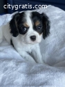 Cavalier King Charles  Puppies Available