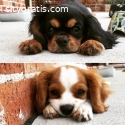 Cavalier King Charles Spaniel pups