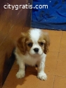 Cavalier King Charles Spaniel