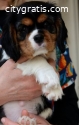 Cavalier King Charles spaniels