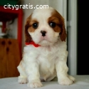 Cavalier King Charles spaniels