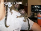 Celebrity Marmoset and Capuchin Monkeys