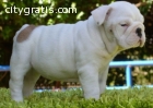 Champion English Bulldog Puppies