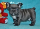 Charming AKC Reg Blue French Bulldog pup