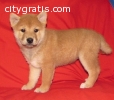 Charming AKC Reg shiba inu  pup