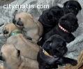 Charming males/Females Fawn/black Pug Pu