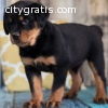 Charming  Rottweiler pups for adoption