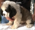 Charming St Bernard male and female!!