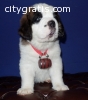 Charming St Bernard male and female!!
