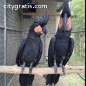 Cheap Black Palm Cockatoo for sale