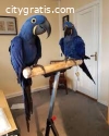 cheap Hyacinth macaw for sale
