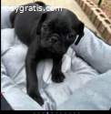 Cheap Pugs for sale