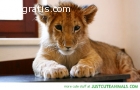 Cheetah Cubs, Lion Cubs,Feline and Tiger