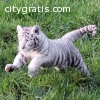 Cheetah Cubs ,Lion Cubs , Tiger cubs!