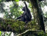 @Chimpanzee Safari Uganda