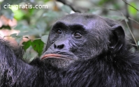 Chimpanzees Trekking in Nyungwe National