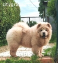 Chow Chow puppies