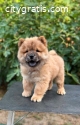 Chow Chow puppies