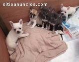 Christmas Chihuahua Puppies For Sale