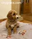 Cocker Spaniel Puppies Available