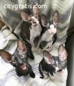 CORNISHH REX KITTENS FOR SALE NEAR ME