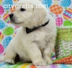 crate-trained Golden Retreiver  puppies