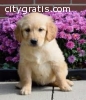 Crate trained Harlequin female Golden