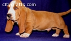 crazy cute basset hound pups ready to g