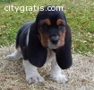 crazy cute basset hound pups ready to go