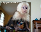 Cute Adorable Capuchin Monkeys ready t