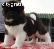 cute akita puppies for sale