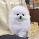 Cute and Adorable POMERANIAN PUPPIES