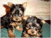 Cute And Adorable Yorkie Puppies Availa