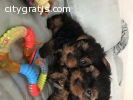 Cute and Adorable Yorkie Puppies Ready