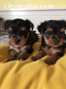 Cute and Adorable Yorkie puppies!