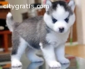 Cute and Charming Siberian husky puppies