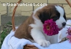 Cute and Lovely Saint Bernard Puppies fo