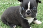 Cute Boston Terrier Puppies for Adoption