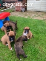 Cute Boxer Puppies,