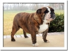 Cute English Bulldog puppies for sale