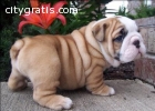Cute English Bulldog Puppies for sale