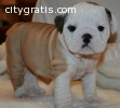 Cute English bulldogs,